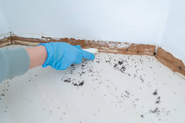 Best Rat Extermination Near Me  in Providence, RI